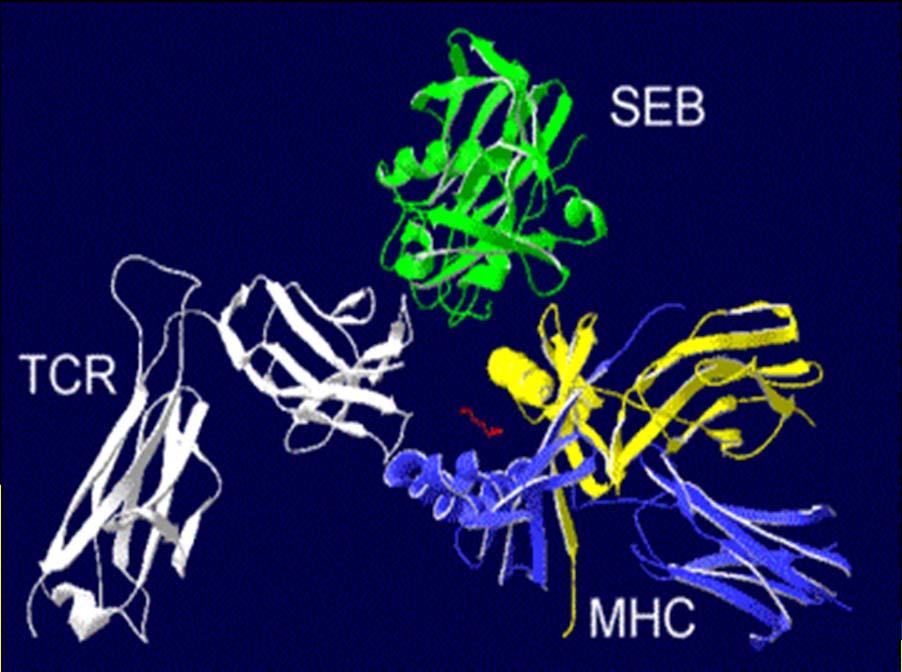 Υπεραντιγόνα (Superantigens)