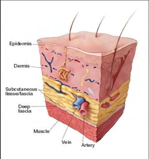 Staphylococcal Scalded Skin Syndrome,