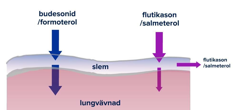 Fluticasone /salmeterol ELF Fluticasone Mucosa/Lung tissue ELF =