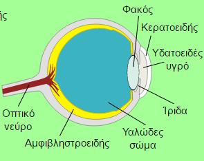 Η αλυσίδα της απεικόνισης Το ανθρώπινο μάτι Ο αμφιβληστροειδής είναι η εσωτερική μεμβράνη του ματιού.
