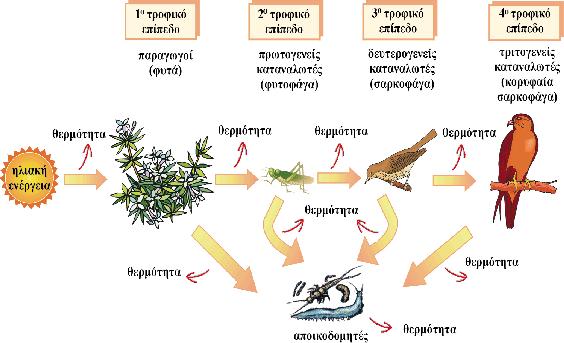 9 αναπαράγονται γ) μπορεί να αποβληθεί από το σύστημα με τη μορφή θερμότητας ή άχρηστων υλικών. Στην εικόνα 1 φαίνεται η ροή της ενέργειας στα διάφορα τροφικά επίπεδα.