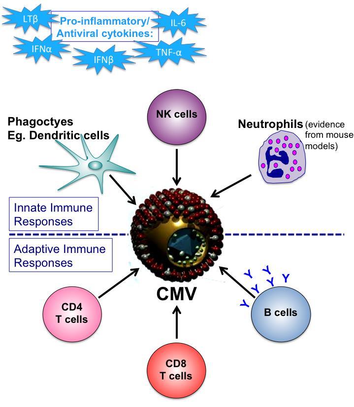 Схема 2. Схема 2. Ћелије имунског система укључене у одбрану од цитомегаловируса.