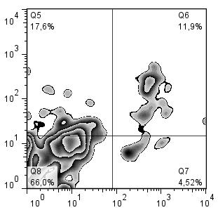 CD8+T лимфоцита који