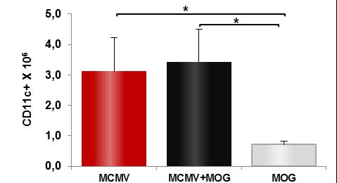 CD11c+CD11b+ (%) CD11c+PDCA1+ (%) CD11c+ (%) Графикон 25 14 12 10 8 6 4 2 0 ** MCMV MCMV+MOG MOG * 7 6 5 4 3 2 1 0 ** MCMV MCMV+MOG MOG * 1,4 1,2 1,0 0,8 0,6 0,4 0,2 0,0 *** MCMV MCMV+MOG35-55