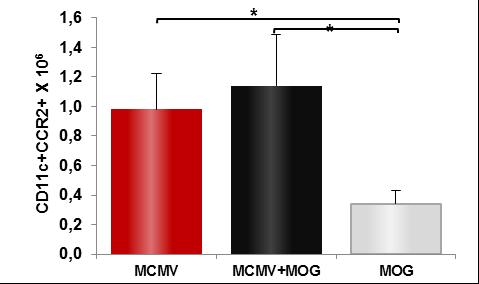 CD11c+CCR2+ (%) У лимфним чворовима обе групе мишева који су инфицирани вирусом, MCMV и MCMV+MOG35-55, и проценат и број инфламацијских мијелоидних ћелија CD11c+CD11b+ које често имају инфламацијски