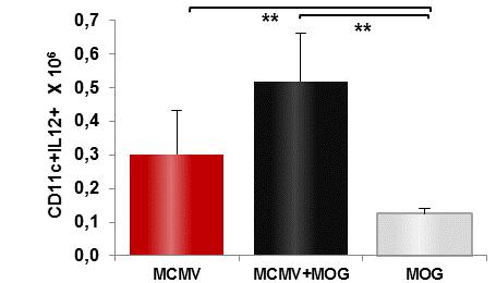 CD11c+IL-6+ (%) CD11c+IL12+ (%) Графикон 28 1,6 1,4 1,2 1,0 0,8 0,6 0,4 0,2 0,0 ** MCMV MCMV+MOG MOG * 1,0 0,8 0,6 * * 0,4 0,2 0,0 MCMV MCMV+MOG35-55 MOG35-55 Графикон 28.