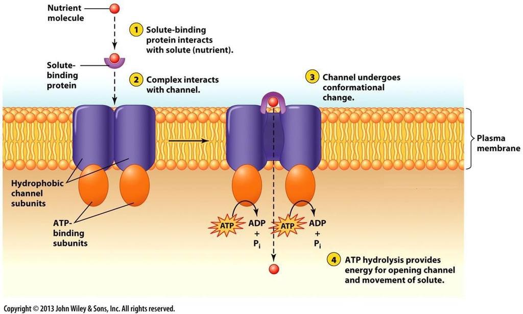 ABC transporteri GS-X pumpe koje se nalaze u tonoplastu transportuju konjugate glutationa (GS) i ksenobionata (herbicidi helati teških metala, toksini iz spoljašnje