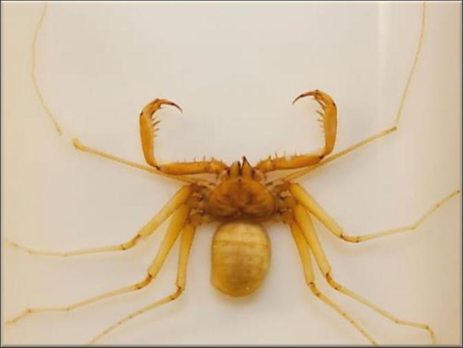 Scorpion (Amblypygi - Damon diadema)