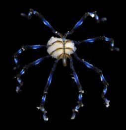 Bizarre Sea Spider