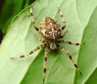 Araneidae