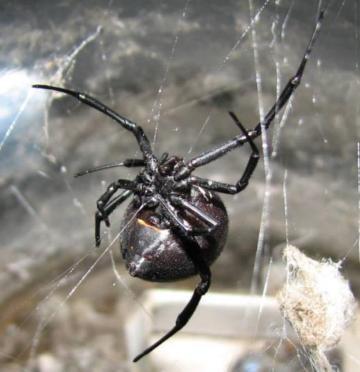 Latrodectus tredecimguttatus Μαύρη Χήρα α-λατροτοξίνη (νευροτοξίνη) Πόνος αρχίζει