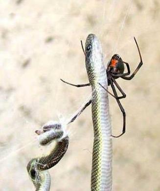 Latrodectus