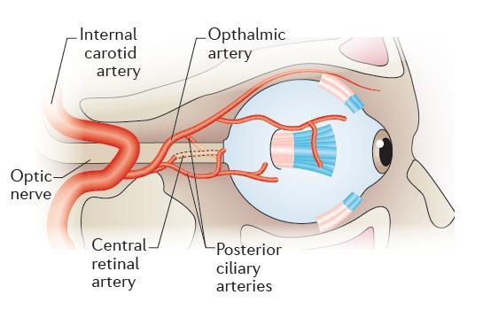 5% Crowson Cs et al, Arthritis Rheum 2011 2 μορφές: -