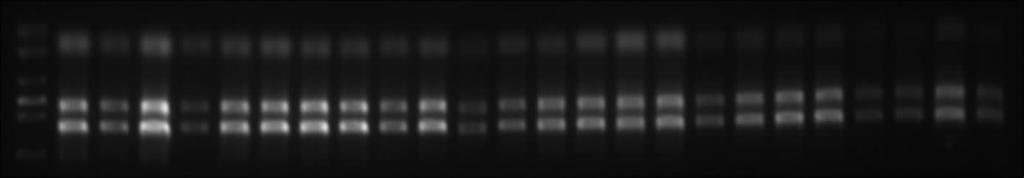1 CsIPT2 23 http / /zhanglab. ccmb. med. umich. edu /I-TASSER / CsIPT2 SigalP http / /bioinformatics. leeds. ac. uk /prot_analysis /Signal. html TargetP http / /www. cbs. dtu.