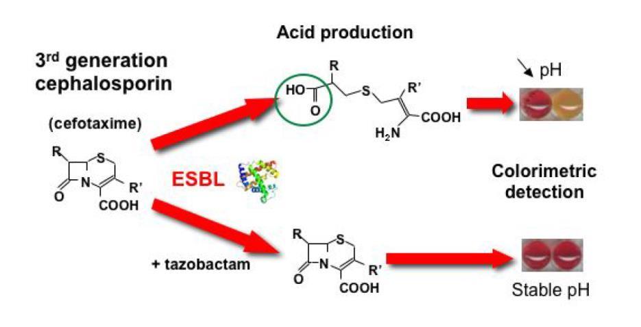 ESBL NDP: ανίχνευση ESBLs σε Gram (-) βακτήρια Αρχή: in-vitro ανίχνευση υδρόλυσης μιας κεφαλοσπορίνης (cefotaxime) η οποία αναστέλλεται από ταζομπακτάμη.