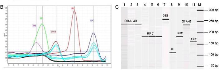 Real-time/Multiplex real-time PCR SME SME Πραγματοποιούνται σε στελέχη ή