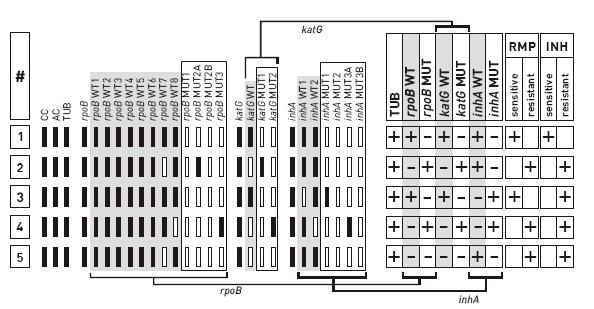 υψηλή ευαισθησία IMI OXA-48 KPC Multiplex PCR +υβριδισμός (π.
