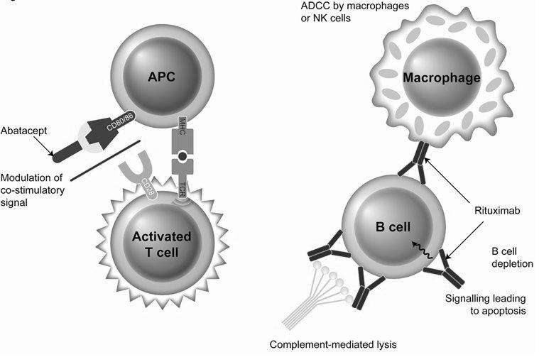 Rheumatoid Arthritis DURING anti TNF a Inactivated PPV23 Influenza HBV if not immune British Society for Rheumatology 2010 American College of Rheumatology 2008 French Society for Rheumatology 2007