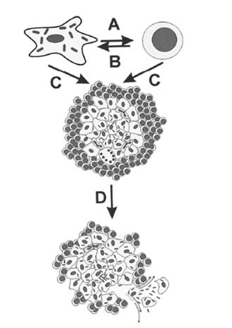 Cryptococcus neoformans, and Candida albicans.