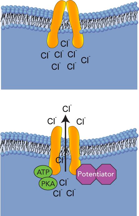 Correctors increase CFTR
