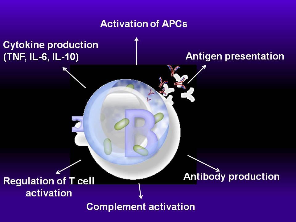 Possible Mechanisms of Action of RTX in MCD Ελάττωση των Β cells Αυξηση των Tregs Ελάττωση των CD8 (+) Ελάττωση των