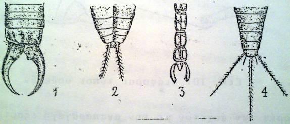 Τύποι κερκών 1. Λαβίδας με αμυντικό & επιθετικό προορισμό (Forficulidae) 2. & 4.
