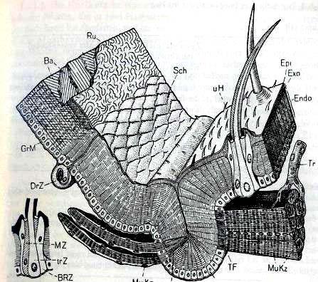 Δομή του εξωσκελετού Μεμβράνη βάσης Σμήριγγα ερμάτιο Επιδερμάτιο