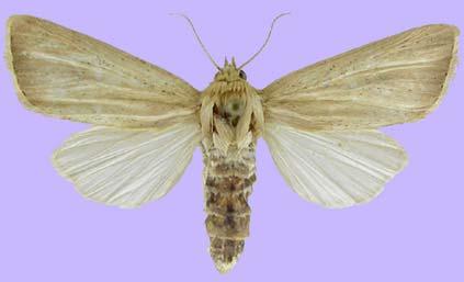 Παράδειγμα Ταξινόμησης εντόμων βάσει των κεραιών τους (είδος) Sesamia cretica