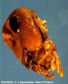 Coleoptera & Orthoptera, καθώς και οι προνύμφες των