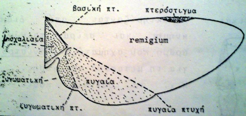 Πτέρυγες των εντόμων