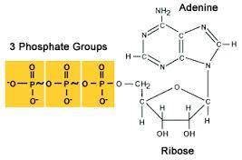 FOSFATNI SPOJEVI - najpoznatiji i najučestaliji takav spoj je ATP (adenozin trifosfat) - hidrolizom jedne fosfatne skupine (ATP u ADP) oslobađa se oko 31 kj/mol energije pri standardnim uvjetima (u