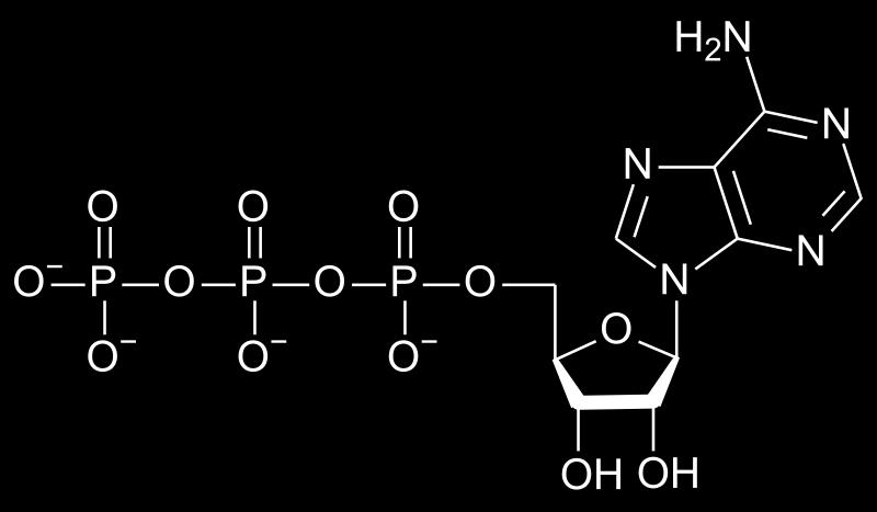 FOSFATNI SPOJEVI Razlozi velikog oslobađanja energije hidrolizom ATP-a: 2.