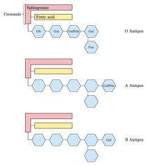 ΟΜΑΔΕΣ ΑΙΜΑΤΟΣ Αντιγόνα του συστήματος ΑΒΟ γλυκοσφιγγολιπίδια μεμβράνη ερυθρών από εμβρυική ζωή ενδοθηλιακά & επιθηλιακά