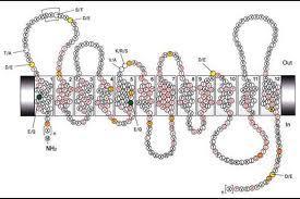 Γνωστά 33 αντιγόνα συστήματος Rhesus Πρωτεΐνες, δεν