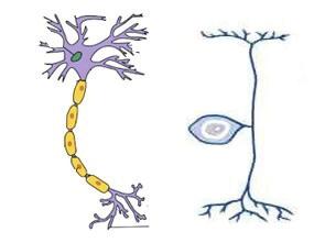 السؤال السابع: يمث ل الشكل المجاور نوعين من العصبونات (ا ب) ا كتب ا ربعة فروق بين نوعي العصبونات من حيث: الشكل الوظيفة موقع جسم العصبون سرعة السيال العصبي.