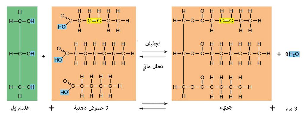 على نسبة هيدروجين ا على مم ا هو موجود في الكربوهيدرات. يبي ن الشكل (7) تركيب كل من الكربوهيدرات والليبيدات.