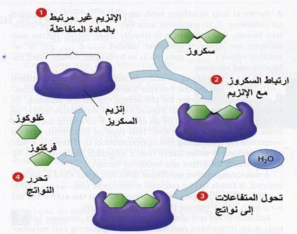 تنشيط التفاعلات الحيوية (الا نزيمات) تنشيط التفاعلات الحيوية في الخلايا وبعض تجاويف الجسم مثل تفاعلات ا نتاج الطاقة في المايتوكوندريا وعمليات الهضم في الا معاء.
