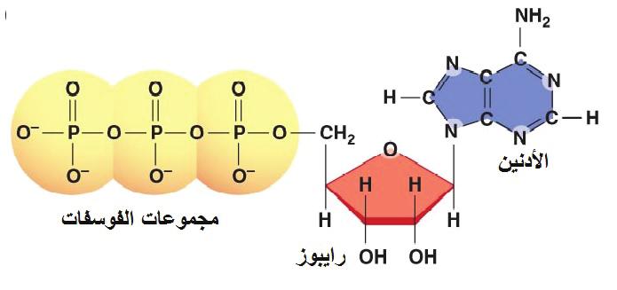 للكائن الحي -1-2 -3-4 -5 تعمل نواقل الطاقة على تزويد الخلايا بحاجتها من الطاقة اللازمة للقيام بالعمليات الحيوية المختلفة من بناء المواد وانتقالها