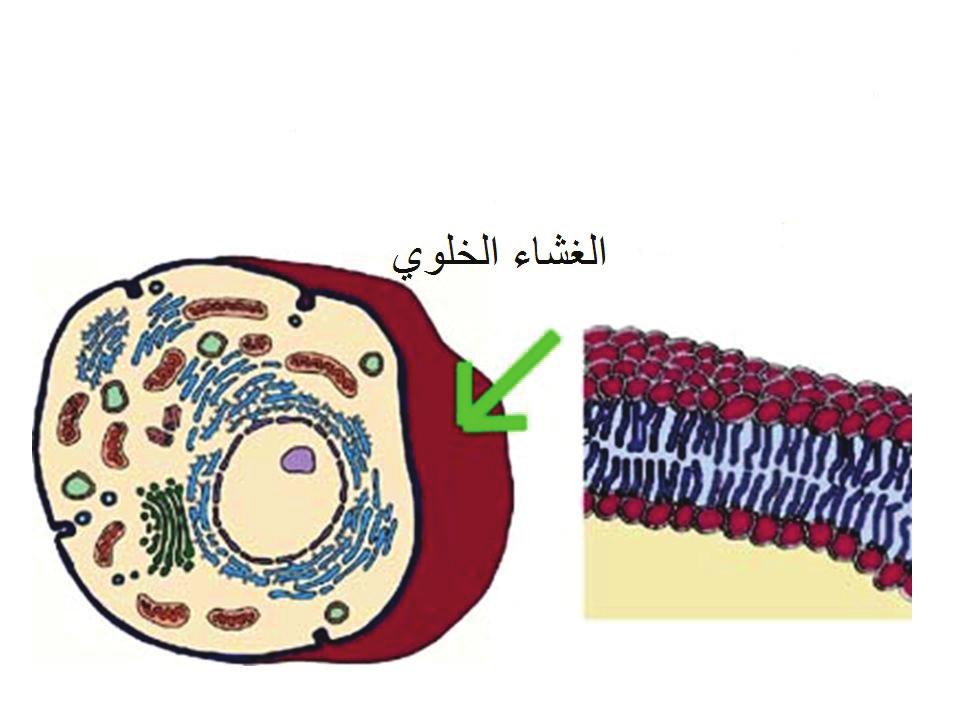 الفصل الثاني الغشاء الخلوي: التركيب والوظيفة Cell Membrane: Structure and Function عند استخدامك ا فضل ا نواع المجاهر الضو ئية سترى ا ن الغشاء الخلوي يظهر كخط رقيق معتم يحيط بالخلية ولا تقتصر وظيفته