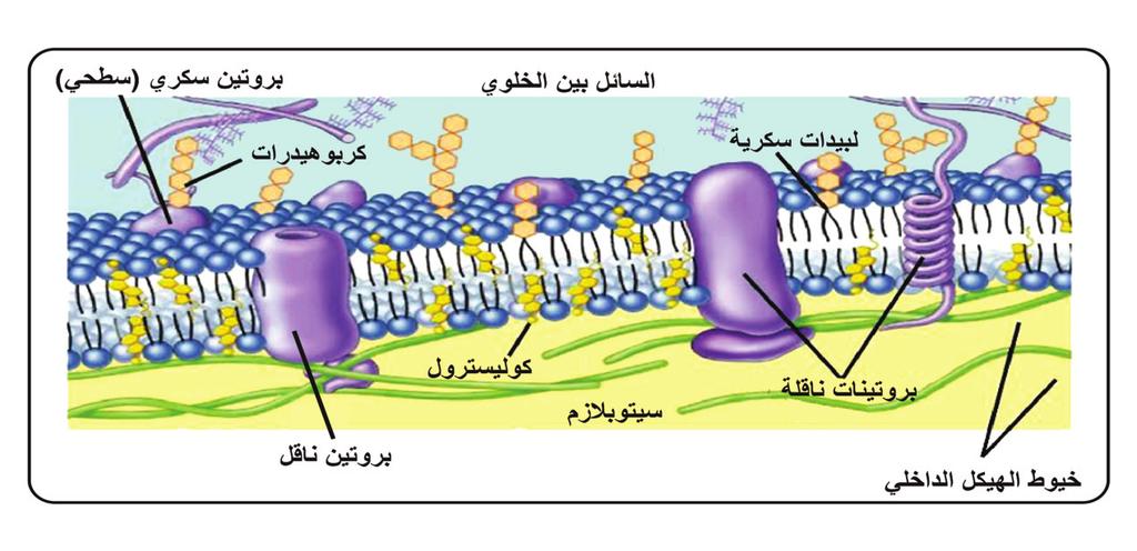 -1-2 تركيب الغشاء الخلوي: يمثل الشكل (2) رسمي ن للغشاء الخلوي الا ول (ا ) يوضح صورة حقيقية باستخدام الم جهر الا لكتروني لغشائي خليتين (ب) يمثل رسم ا توضيحي ا