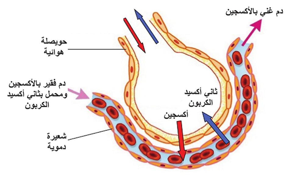 ا مثلة على الانتشار البسيط في خلايا جسم الا نسان: تنتقل الغازات بين داخل الخلية وخارجها عن طريق الانتشار حيث يمثل الشكل (5) حويصلة هوائية وشعيرة دموية محيطة بها.