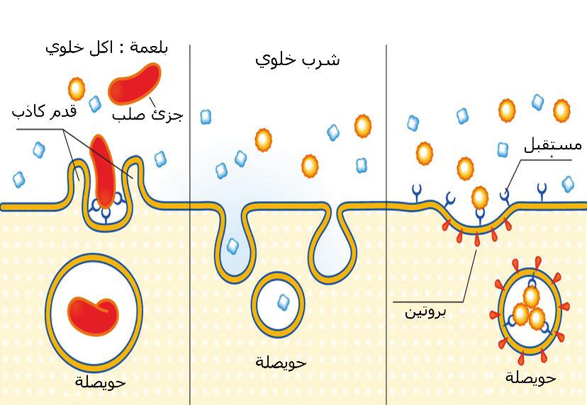 الا دخال الخلوي :(Endocytosis) ويقصد به نقل المواد من خارج الخلية ا لى داخلها كما هو مبي ن في الشكل (9) ويقسم ا لى ثلاثة ا نواع: ا ) الشرب الخلوي ويحدث في الكثير من خلايا الجسم حيث يتم ا دخال مادة