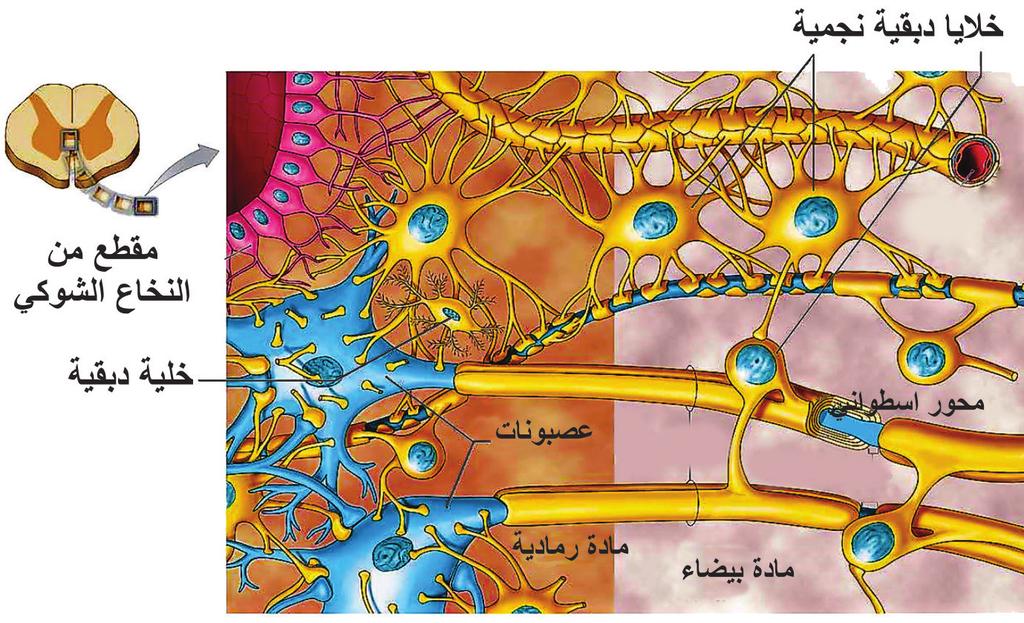 1.2 العصبون (الخلية العصبية) :(Neuron) ي عد العصبون الو حدة التركيبية والوظيفية للنسيج العصبي حيث يشك ل % 10 من النسيج العصبي.
