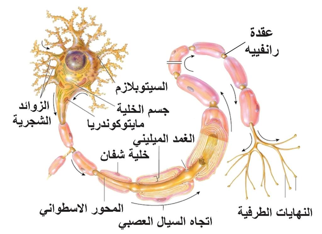 -1 الزوائد الشجرية: زوائد عصبية متفرعة وت عد امتدادات للسيتوبلازم وتتناقص في القطر كلما ابتعدت عن جسم الخلية وتستقبل المعلومات وتنقلها باتجاه جسم الخلية.