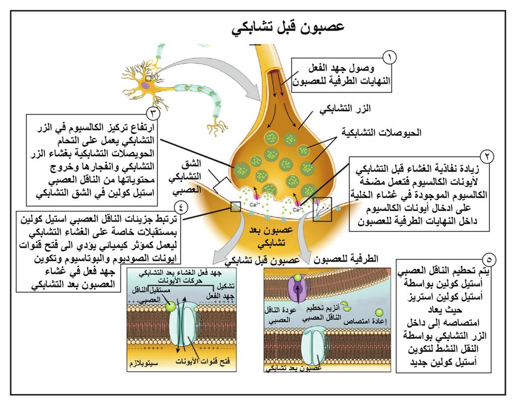 المرحلة الثانية: ا لي ة انتقال السيال العصبي عند منطقة التشابك العصبي Synaptic) :(Transmission يمث ل الشكل (12) خطوات انتقال السيال العصبي في التشابكات العصبي ة استعن به للا جابة عن الا سئلة التي