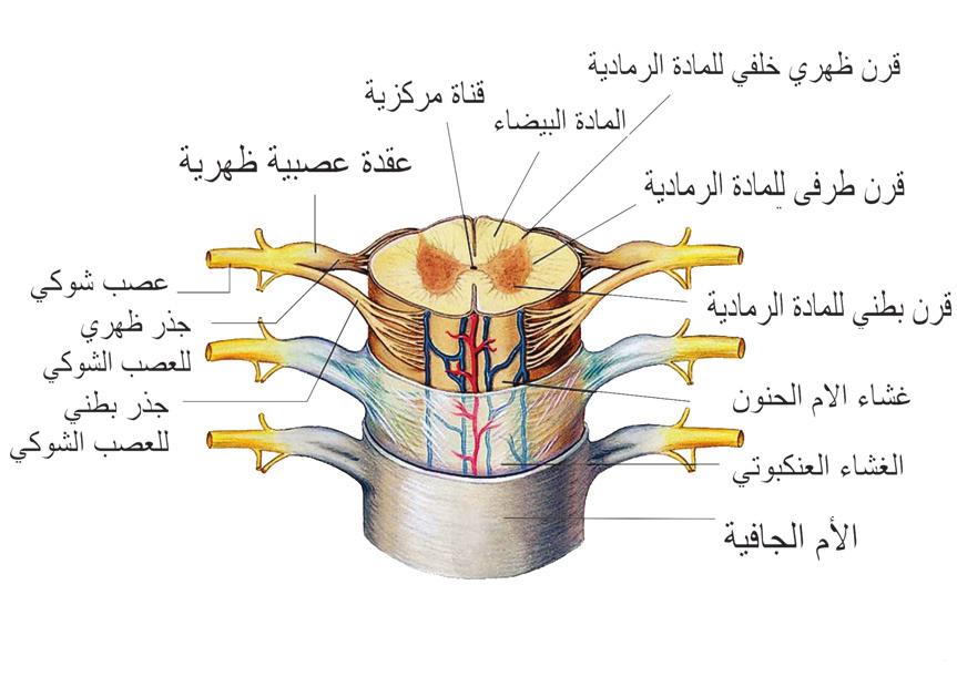 5.2 تركيب الجهاز العصبي System) :(Structure of the Nervous ا ول ا: الجهاز العصبي المركزي system) :(Central nervous يتكون الجهاز العصبي المركزي من الدماغ والحبل الشوكي.