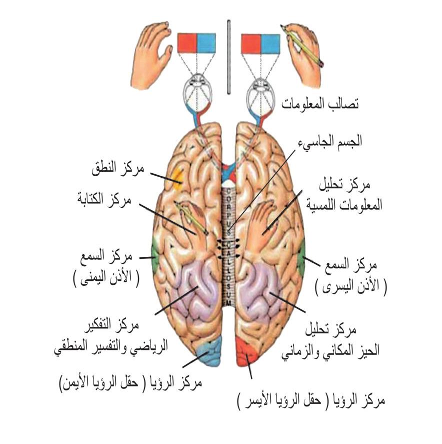 ا. الدماغ (Brain) ي عد الدماغ من ا هم ا عضاء جسم الا نسان ويتكو ن من حوالي 100 بليون خلية عصبي ة ويشغل ا غلب حي ز الجمجمة وتبلغ كتلته في الا نسان البالغ حوالي 1400 غم ويستهلك نحو % 20 من الا كسجين