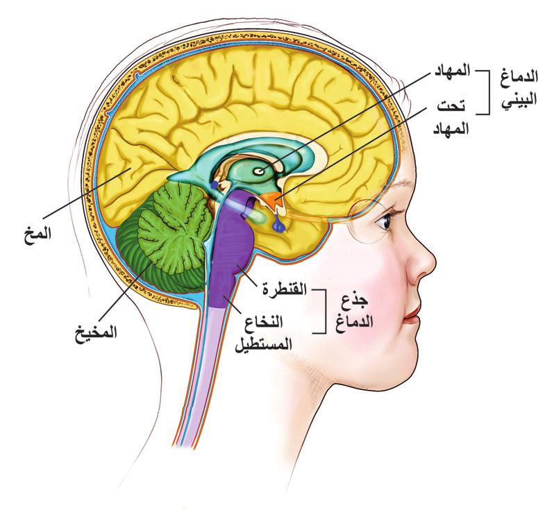(14) المخ :(Cerebrum) ا كبر ا جزاء الدماغ حجم ا وا كثرها تعقيد ا ويشك ل حوالي % 90 من حجم الدماغ.