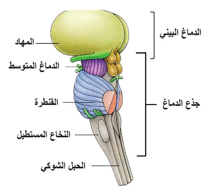 ب- مراكز حركي ة centers) :(Motor مسؤولة عن ا عطاء ا وامر انقباض العضلات الهيكلي ة الا رادي ة.