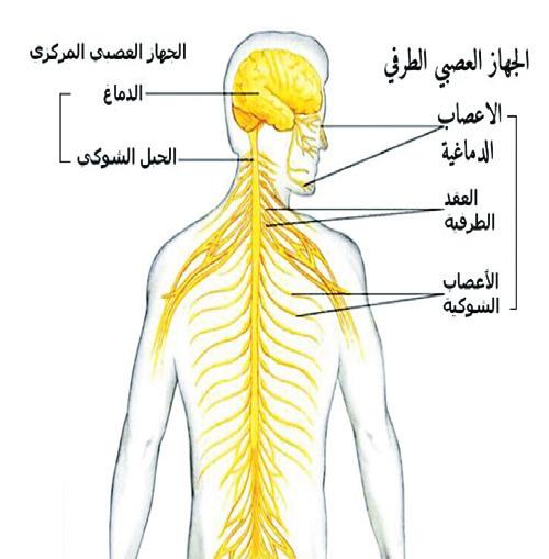 ثاني ا: الجهاز العصبي الطرفي System) :(Peripheral Nervous -1-2 يتكو ن من الا عصاب المتصلة بالجهاز العصبي المركزي والمنتشرة في ا نحاء الجسم المختلفة شكل ( 19 ) حيث تقوم بنقل المعلومات من وا لى الجهاز